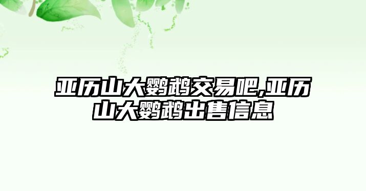 亞歷山大鸚鵡交易吧,亞歷山大鸚鵡出售信息